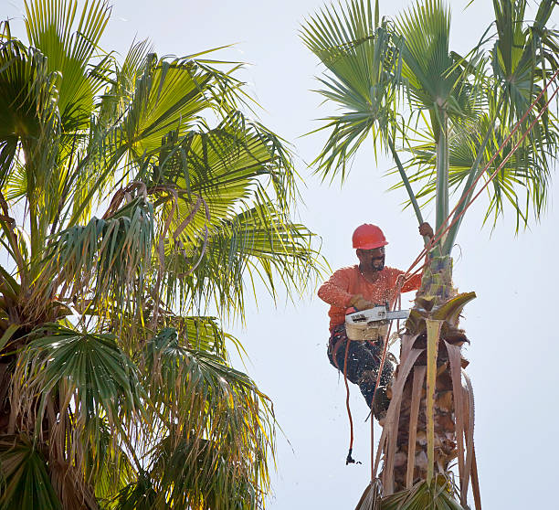 The Steps Involved in Our Tree Care Process in Marlinton, WV